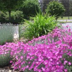 front_beds_small